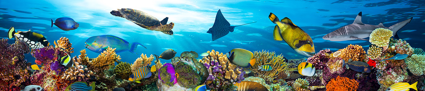 coral reefs