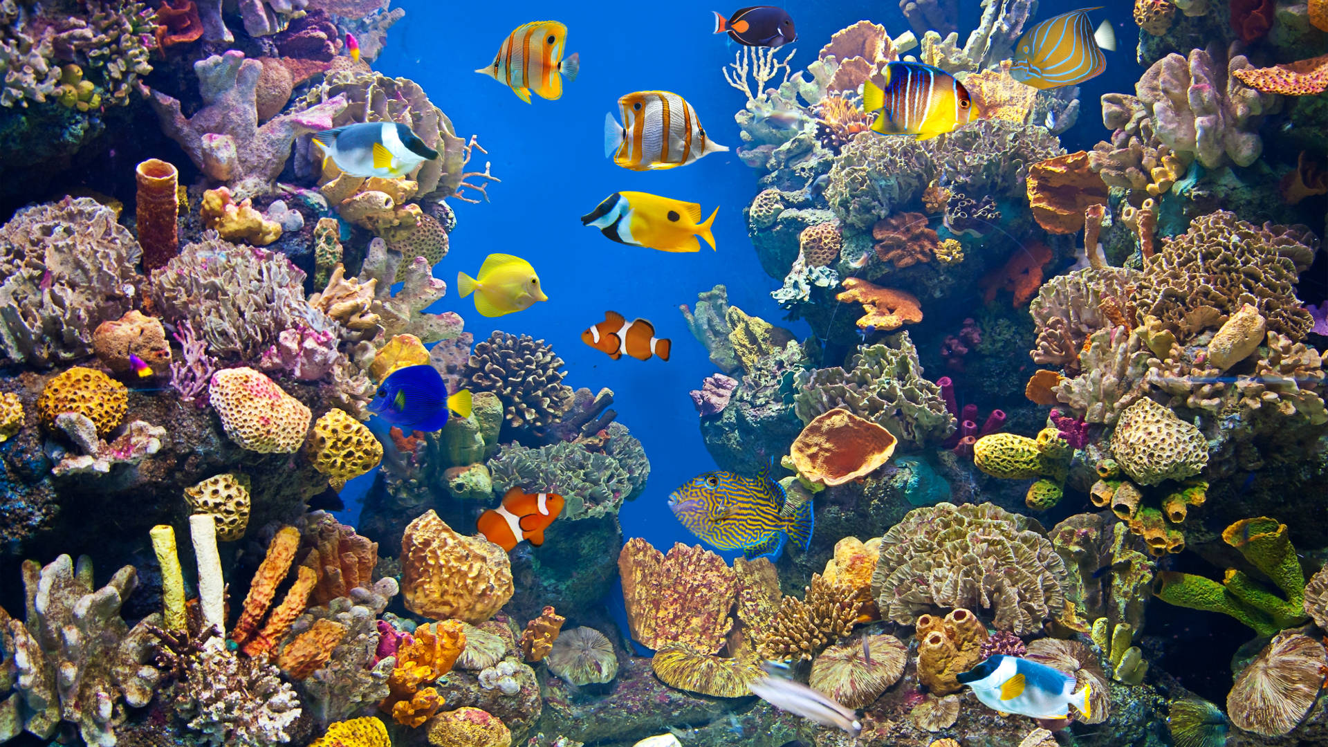 Fish in a reef